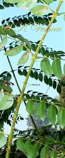  Rachis - Prickly